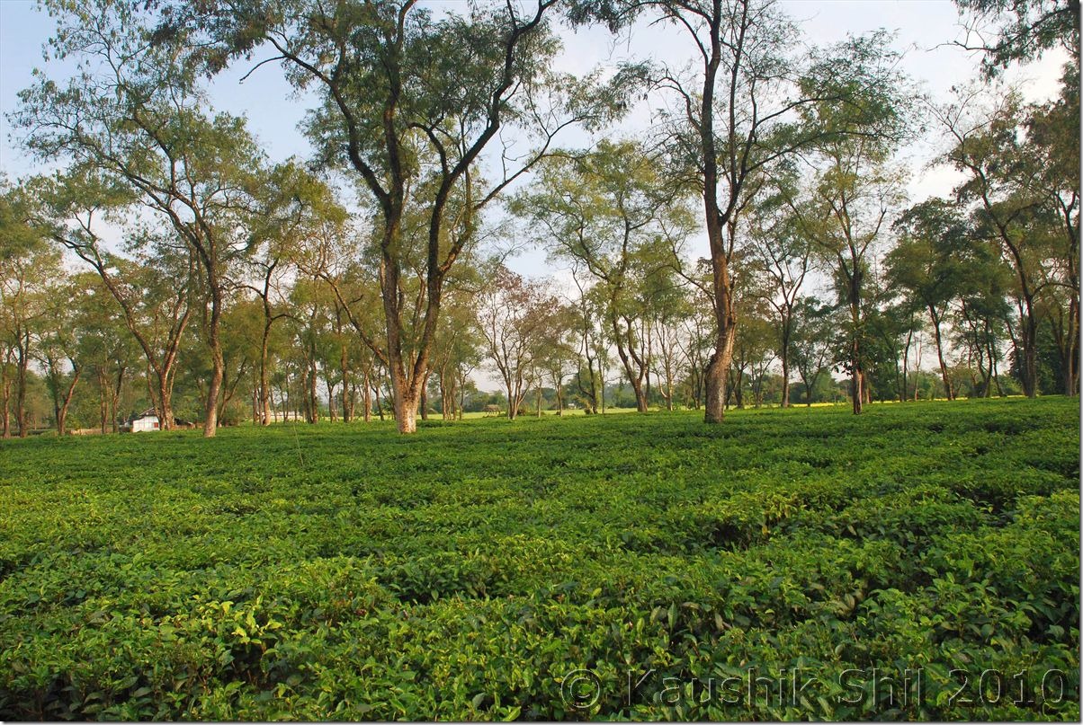 0651_Tea Gardens at Medo