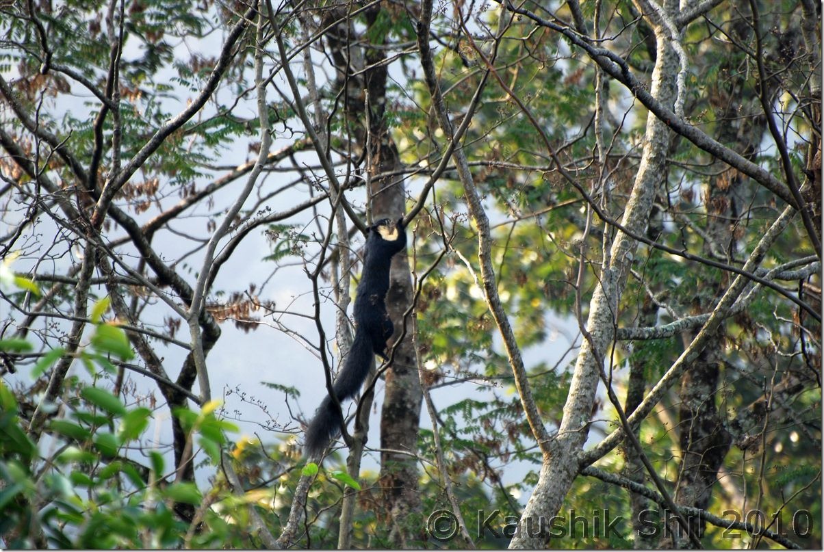 0815_Himalayan Giant Squirrel