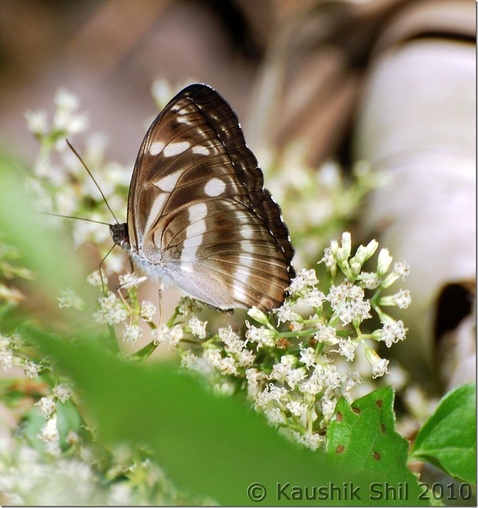 0874_Butterfly