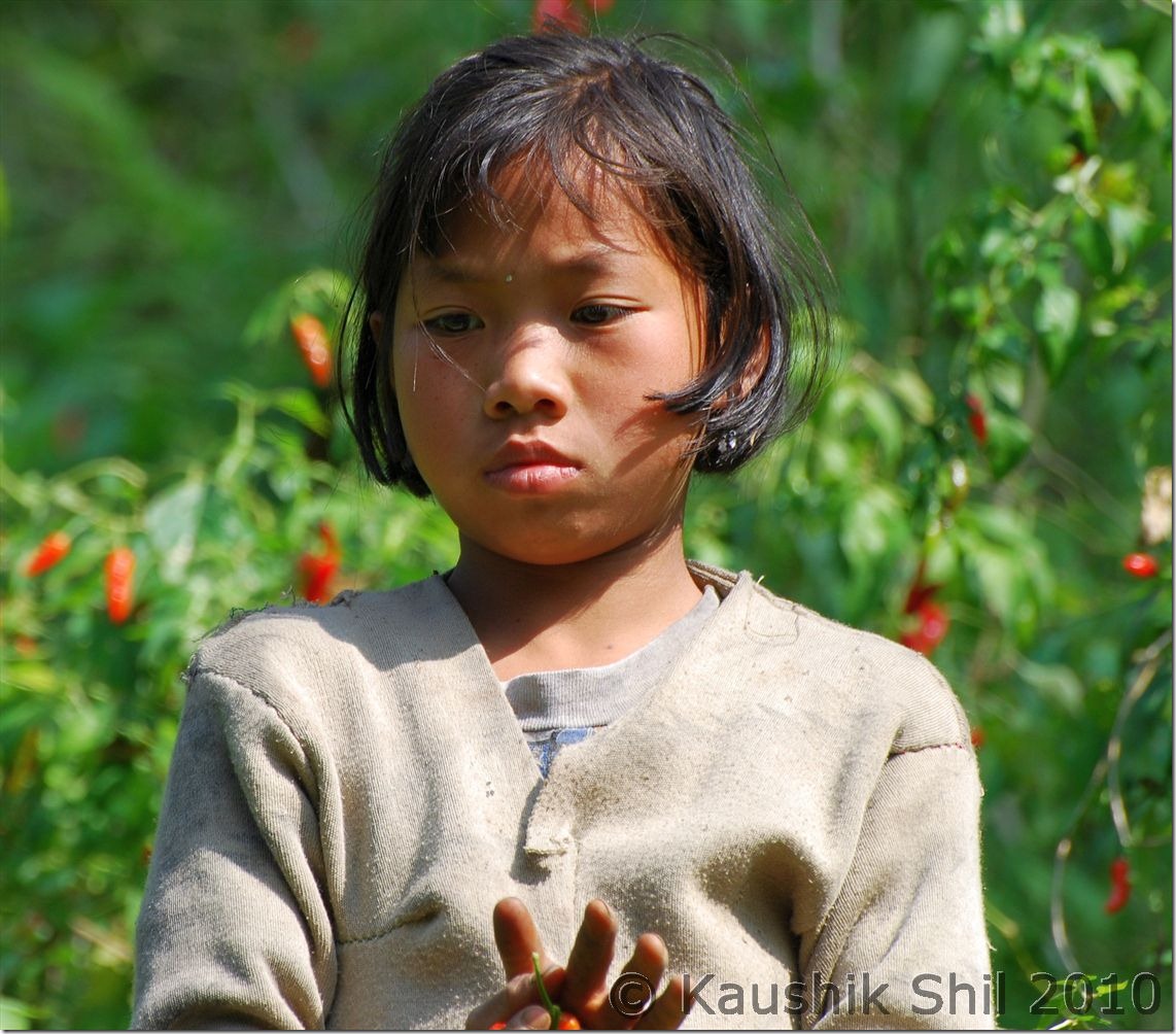 0882_Chakma Girl plucking Red Chilis