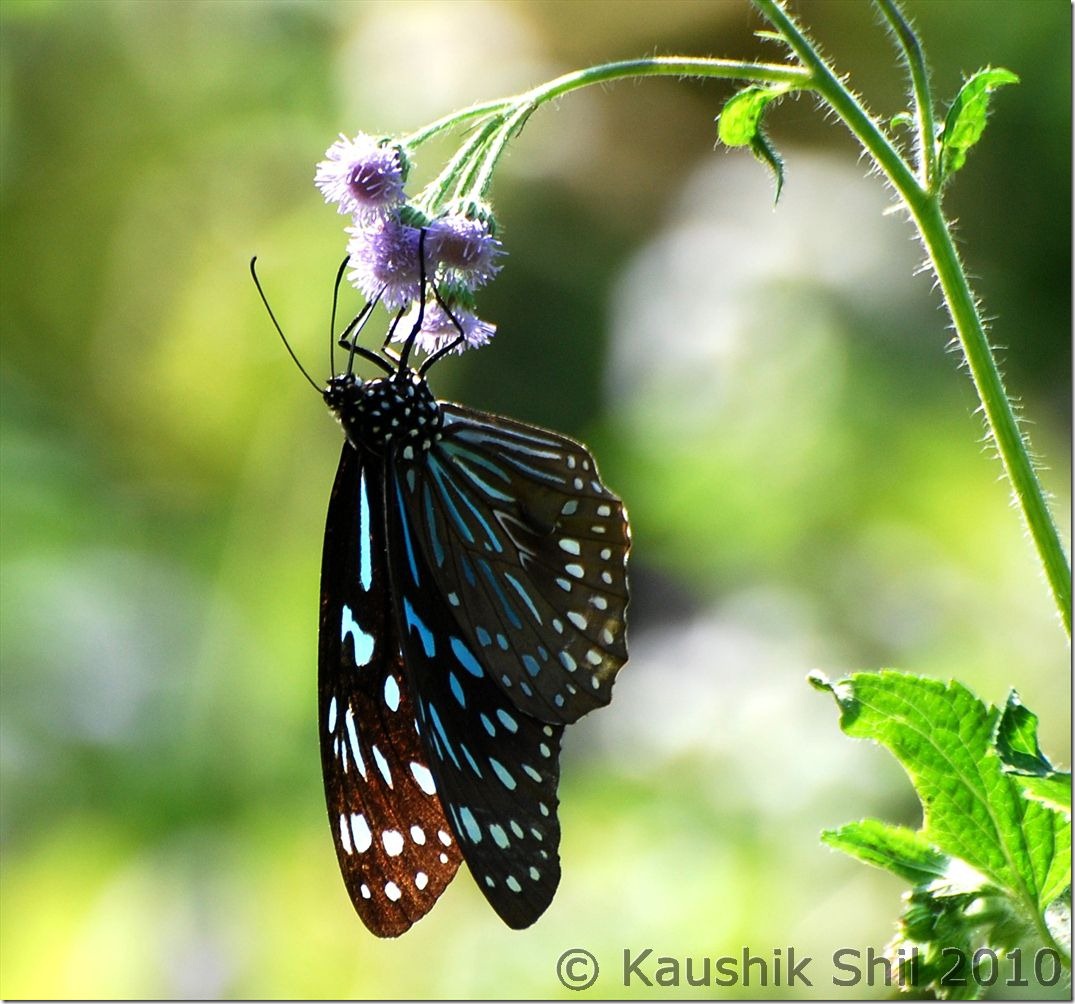 0894_Butterfly